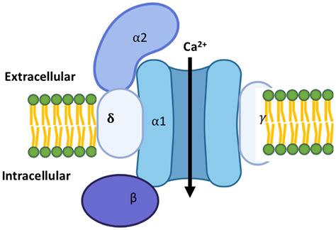 Cells | Free Full-Text | Calcium Channels in the Heart: Disease States and Drugs