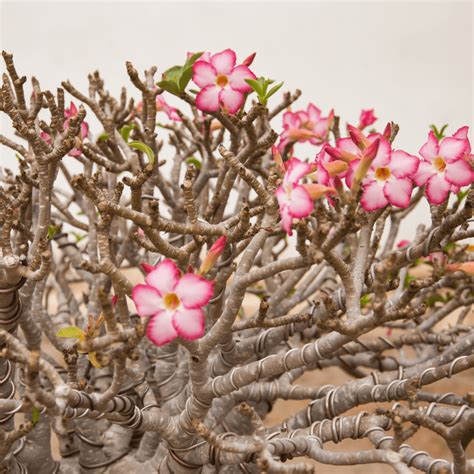 Desert Rose Bonsai Care Guide