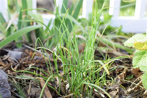 How to Grow and Care for Chives