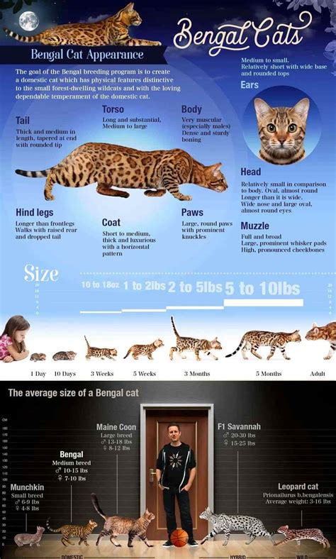 What is a Bengal cat? | Infographics Zone| Submit Infographics