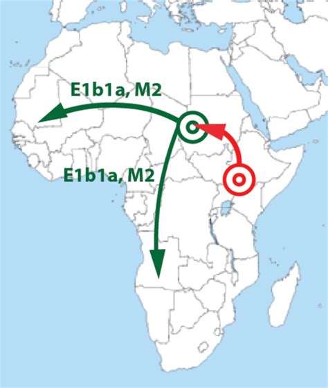 Y-DNA Haplogroup E: E1b1b and E1b1a - Your DNA Guide - Diahan Southard