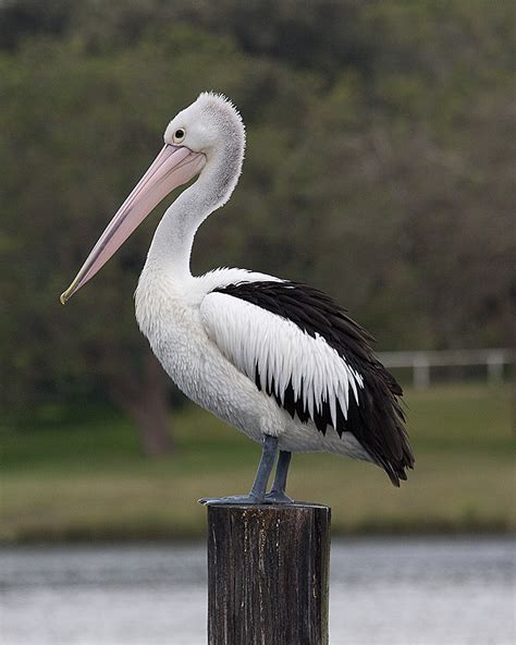 Australian Pelican