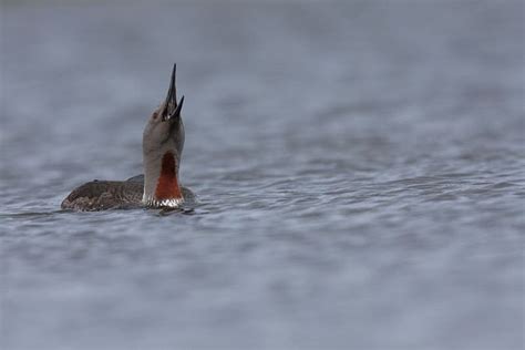 Red-throated Loon - Gavia stellata | Wildlife Journal Junior