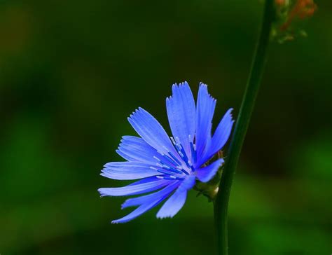 Free Stock Photo of Chicory Flower | Download Free Images and Free ...