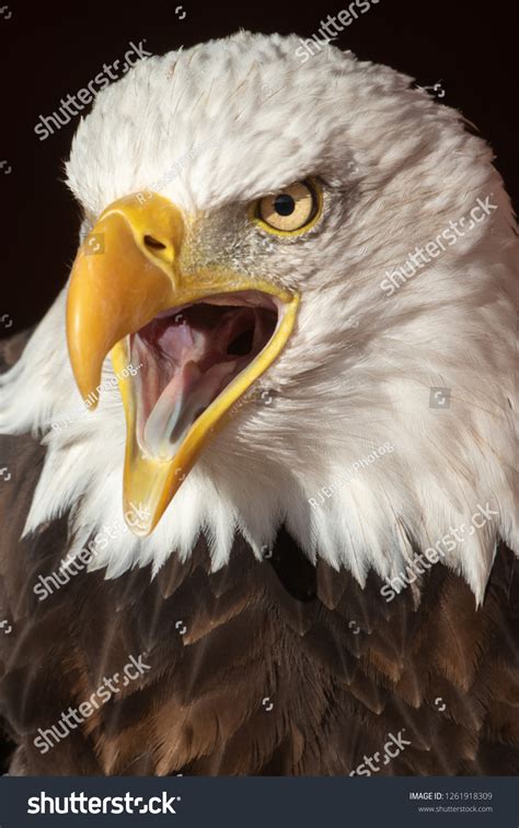 Bald Eagle Open Beak Stock Photo 1261918309 | Shutterstock