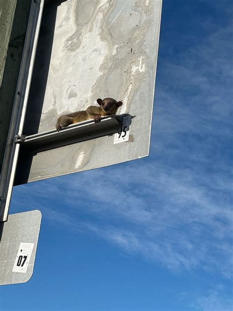 Zoo Temporarily Caring for Abandoned Kinkajou - Point Defiance Zoo & Aquarium