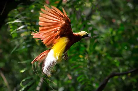 Bird of Paradise Symbolism: 6 Spiritual Meanings of Bird of Paradise