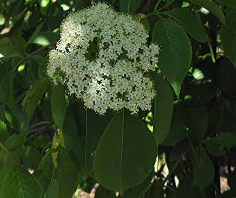 Viburnum lentago - Trees and Shrubs Online