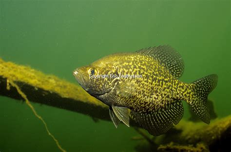 Black Crappie | Engbretson Underwater Photography