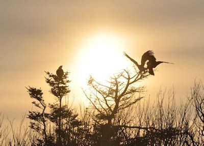 Orca Watcher: Bald Eagle Sunset