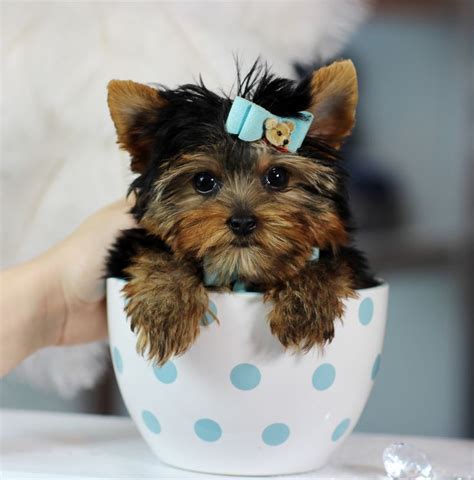 221 best Cute Yorkie Puppies For Sale! images on Pinterest | Yorkie ...