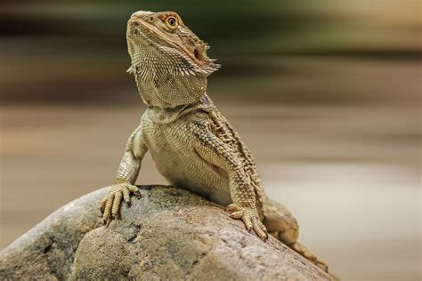 Bearded Dragon Feiten