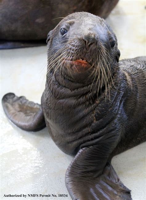 Another Stellar Sea Lion Pup For Parents Woody and Eden - ZooBorns