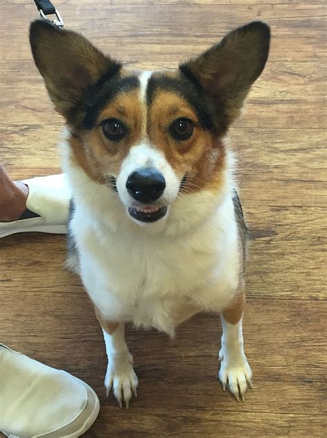 Sophie | Pembroke Welsh Corgi mix | Corgi mix, Welsh corgi mix, Corgi