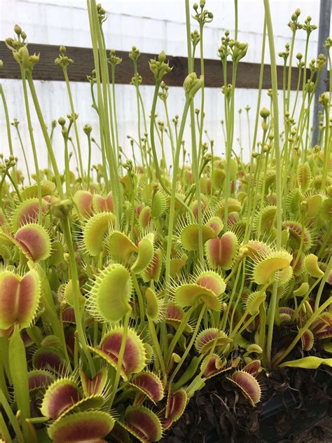 Venus flytrap ‘King Henry’ for sale - Carnivorous Plant Resource