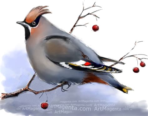 Birds: Bohemian Waxwing