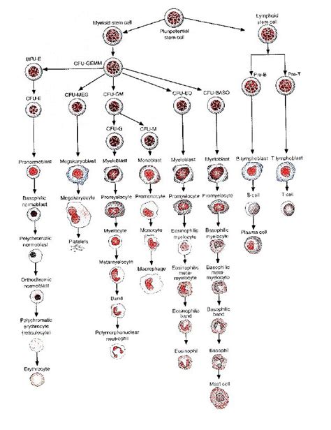 Pin on Hematology/Coagulation