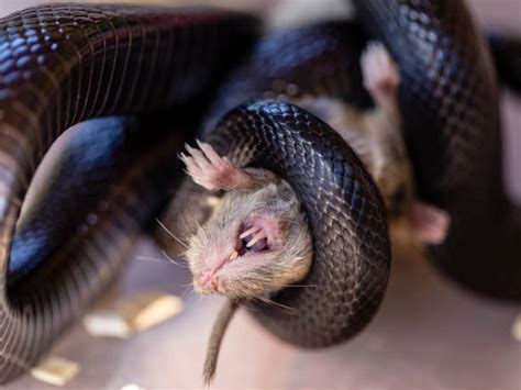 Snake Eating Rat Stock Photos, Pictures & Royalty-Free Images - iStock