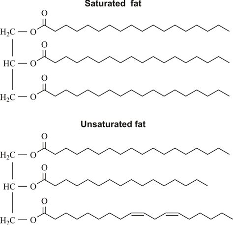 Saturated Fat Molecule Model - vrogue.co