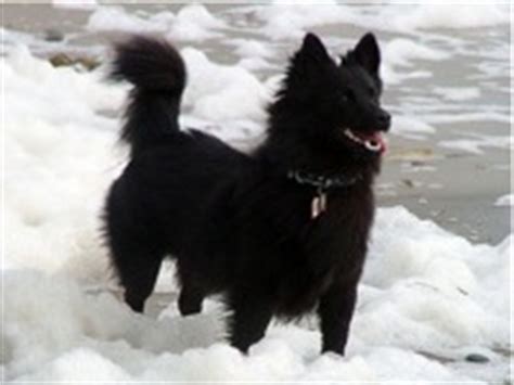 Washington Schipperke Rescue Groups