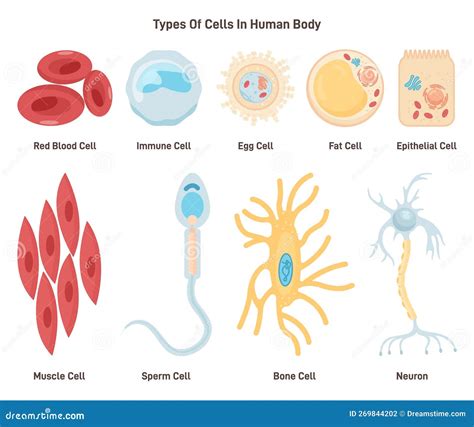 Types of Cells in Human Body. Labeled Inner Human Organ Tissue Part ...