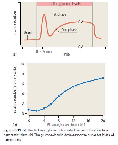 Diabetes Insulin Graph - diabetesis