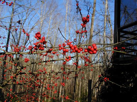 Ilex decidua – Rachels Native Plants