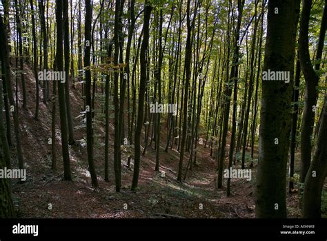 Forests in late summer Stock Photo - Alamy