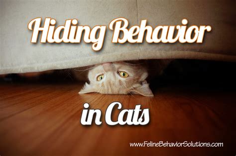 Hiding Behavior in Cats – Feline Behavior Solutions - Cat Behavior ...