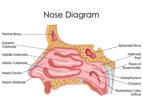 When you look at the nasal cavity structure (see attached, ignore that one turbinate is larger ...