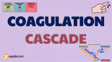 Coagulation Cascade Physiology | Coagulation Cascade process