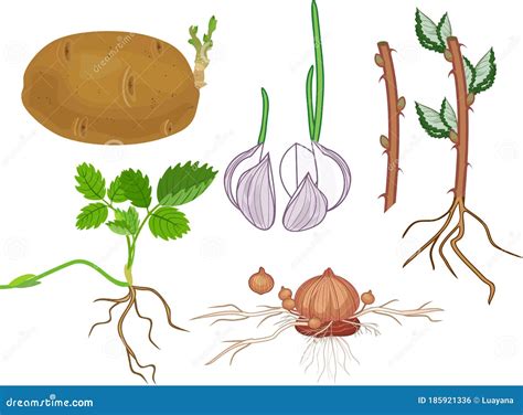 Vegetative Reproduction of Plants. Tubers, Bulbs, Stem and Daughter ...