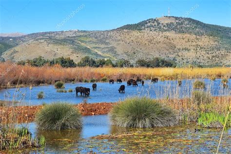 Reserva natural del lago Hula, Valle del Hula, Israel 2022