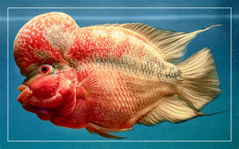 Types Of Flowerhorn Fish With Pictures | Best Flower Site