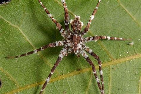 Scientists and volunteers discover new spider species in biodiverse Queensland national park ...