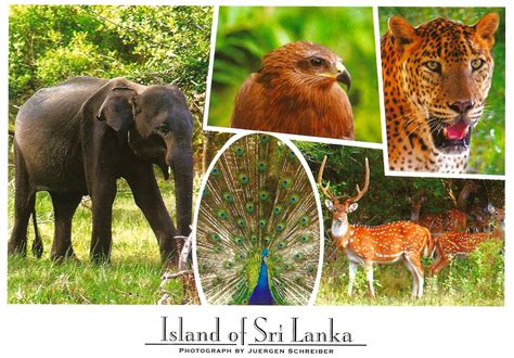 My Favorite Animal Postcards: Animals from Yala National Park in Sri Lanka