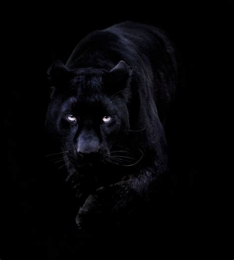 Black is beautiful! Black Panther Hd Wallpaper, Black Panther Images ...