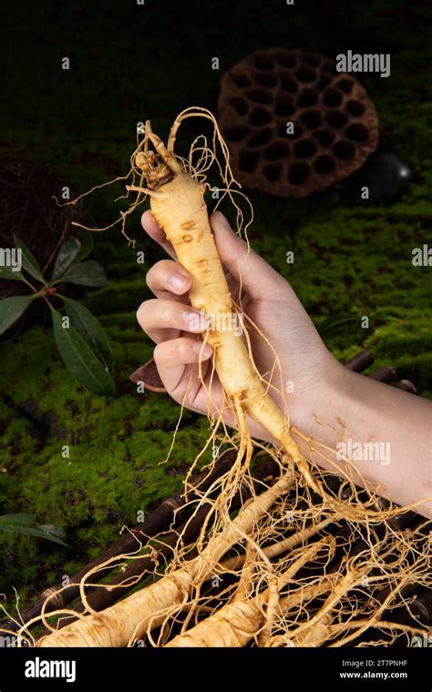 Fresh ginseng root, the amazing health benefits of ginseng you need to know, ginseng plant Stock ...