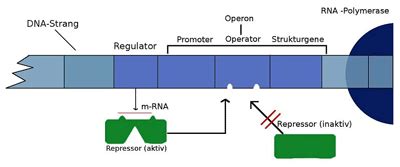 Das Operonmodell nach Jacob und Monod