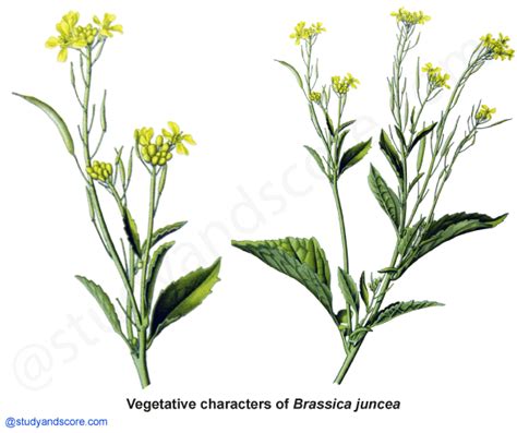 Brassicaceae: General characters, Distribution, Important plants ...