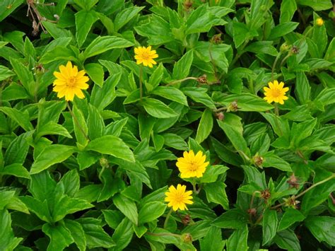 botany - what is the name of this small plant with yellow flower ...