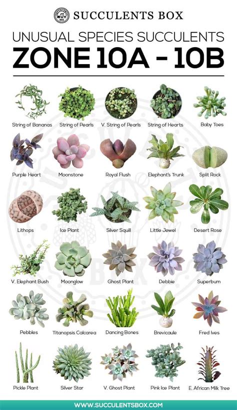 Succulents for Zone 10 - CALIFORNIA, FLORIDA and HAWAII | Types of ...