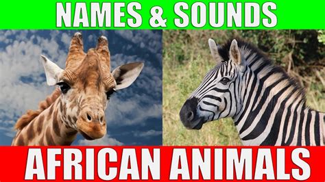 African Animals Names and Sounds for Kids to Learn | Learning African ...