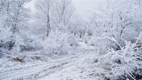 Special weather statement: snow falls Wednesday - Hamilton - CBC News