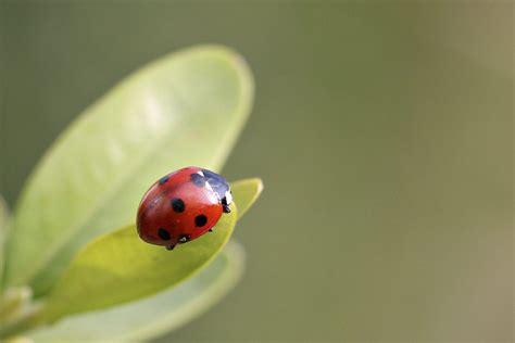 Finding Ladybugs In Your House? Here's What You Need To Know