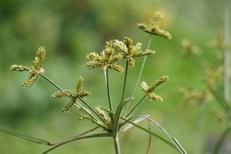 All About Nutsedge - Minneopa Orchards