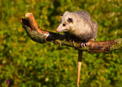 Opossum | The Biggest Animals Kingdom