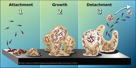 15 - What are Biofilms (w/ Gregory Broussard!) — Curioscity: a Science Show