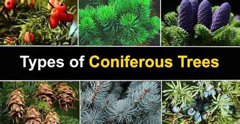 Coniferous Trees identification and pictures | Tree identification ...