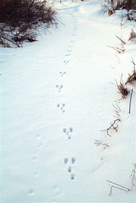 Rabbit Tracks – Wildlife Illinois